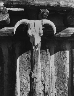 Cow Skull, Santa Fe, New Mexico photo by Todd Webb, 1962 via: