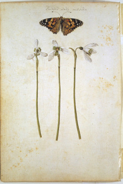 heracliteanfire:  Snowdrops and a painted lady. Jacques Le Moyne