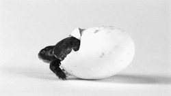 forunculo:  Acabo de despertar y soñé que me tatuaba una tortuga