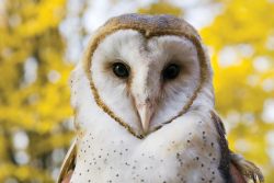 ecojen11:  barn owl 