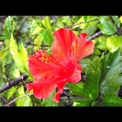 Red Flower in the Sinkhole Gardens, Mt. Gambia (Taken with Instagram