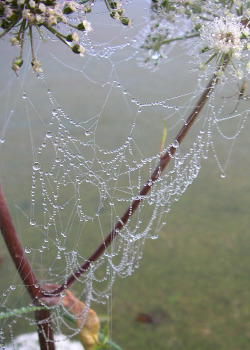 gothiccharmschool:  Dew-spangled spiderwebs? Delicate and gorgeous.