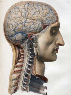 tr14ngl3:  human anatomy From: ’Traité complet de l’anatomie