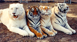 emilycoffin:  My love for tigers will never die. 