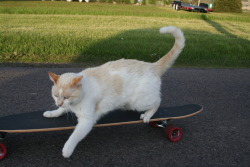 lovecrafts-inkwell:  He was a skater catShe said see you later