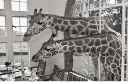  Giraffe Manor is a small hotel in the suburb of Nairobi, Kenya that serves