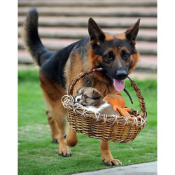 apsies:  A German Shepherd dog called Xiao Long carries a one-month-old