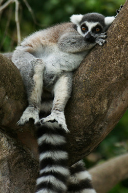 toasterspasm:  Ring-tailed Lemur (by Dave 2x)