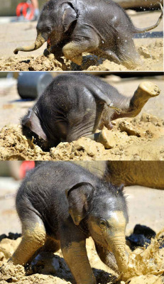lickystickypickywe:  3 week old baby elephant plays in the mud