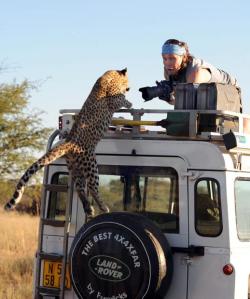 thebigcatblog:  A leopard leaps onto a Land Rover for his big