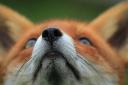 Foxnose by crowlem on Flickr.