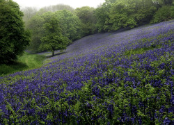 bewitchingbritain:    Forest of bluebells in Dorset, southern
