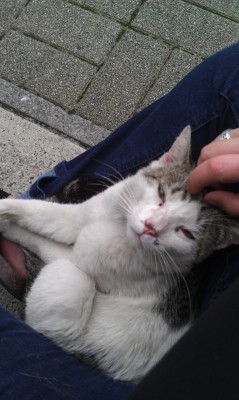Sat down to talk to a stray cat. It crawled in my lap and went
