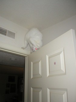 kllk070911:  getoutoftherecat:  get down from there cat. you