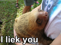 miniaturebear:  :’)  I want to hold a sloth so bad. c: