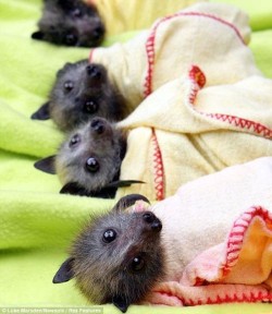 angiestarshine:  baby bats <3 