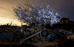 reblololo:  Cherry blossoms cover a tree among tsunami wreckage