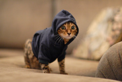 tots-or-gtfo This cat has a hoodie on. YOUR ARGUMENT IS INVALID.
