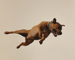 triangletriangle:  Steven Brahms  Dog can fly