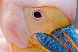 theanimalblog:  Close-up of a pink pelican (by Tambako the Jaguar)