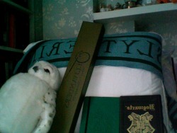5-4-11:  HARRY POTTER GIVEAWAY: Slytherin scarf (never worn),