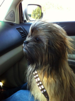 ianbrooks:  shoppedscifi:  I want Chewie as my co-pilot, too.