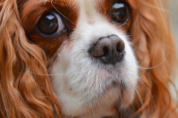 stardustedlashes:  Deep Thinker!  Explored 6/13/2011, thanks!