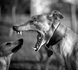urhajos:  Dogs Black and White  “Oooh you in trouble boy!”