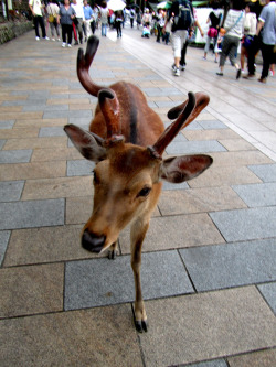 Mister Wonky!Antlers. He was one of the nicer bucks. He still