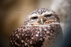 prokra:   Owl says - WTF ?! ? !?! ?