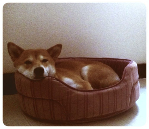 Puppy.