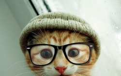 Hipster cat is watching you masturbate