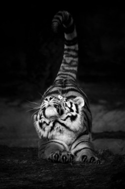 shaynnee:  Fucking love Tigers. 