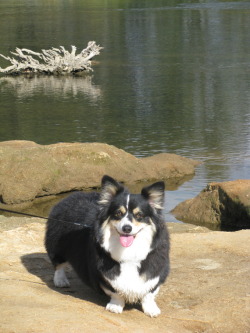 corgiaddict:  corgisandboobs:  All-terrain Corgi.  OMG DIXIE!!