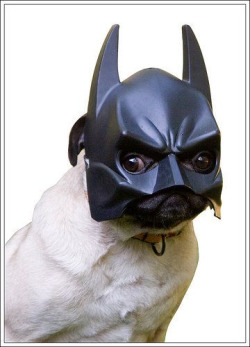 herochan:  Batpug (via:Prestia|FG) 