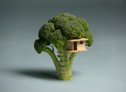 brockdavis:  Broccoli House I couldn’t build a tree house for