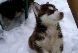 i’m getting a pup just like this little guy.(: