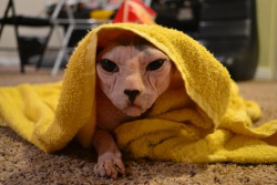 almostmagnetic:  Here’s Wilby wrapped in his banana towel after