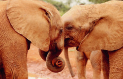 perfectvessel:  Elephants mirror humans in terms of emotion,