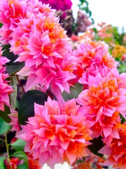 happyhues:  Gorgeous pink and orange tropical flowers! (via pinterest)