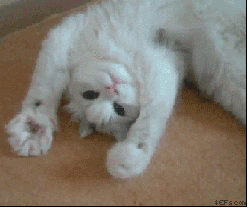 kittiesntitties.tumblr.com/post/7036275662/