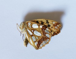 My mama found a moth that looks like it’s made of gold