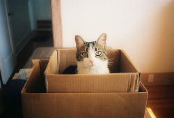 spideyyyyy:  danseurs:  Cat in a box in a box (by catfilmnoir)