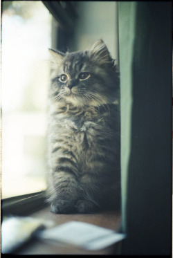 kittiesntitties.tumblr.com/post/7314744849/