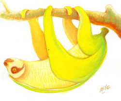 fallwithme:  bananasloth by ~willustration on deviantART on We