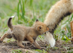 damnthatswhack:  Daily Dose of Adorable A baby fox bites its