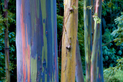 orientaltiger:  Rainbow Eucalyptus, is the only species of eucalyptus