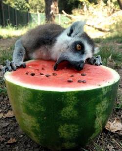 abcworldnews:  A lemur eats from a refrigerated watermelon to