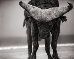 Buffalo with lowered head, Amboseli photo by Nick Brandt; A Shadow