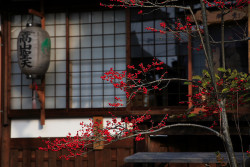 japanlove:  red berries and lantern by Sushicam on Flickr. 